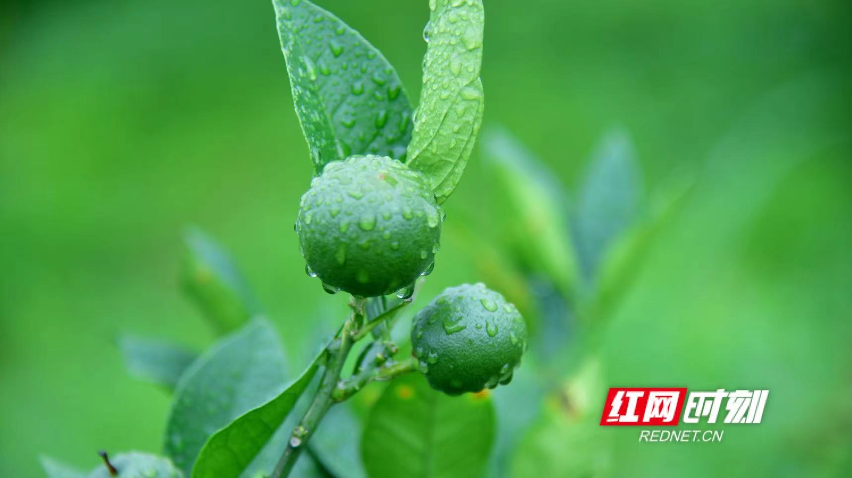 一枝青橙朝天阙，迎雨随风四处摇。