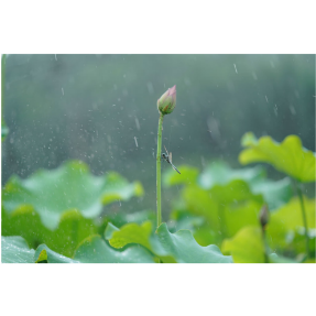 通道：夏雨荷韵