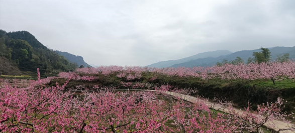 诗韵新村美如画，赏景何必走天涯。波澜壮阔新征程，正是展示作为时，扮靓新新村，将新村打造成身边的网红打卡点，让“诗和远方”触手可及，新村人民一直在努力。如今，美丽新村正在不断展现着新时代的新村美丽，魅力新村正等着您来感受她那如诗似梦般的无限新村魅力！（田连岗）