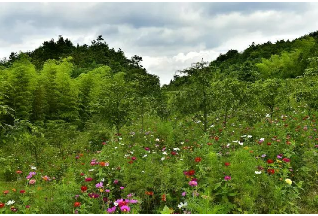 共富愿景下的乡村治理样板——辰溪县柿溪乡溪口村以民为本趟出基层善治新路径