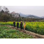 洪江市自然资源局：田长巡田，保护耕地