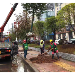 麻阳：栽植忙   1.2万株苗木悄然“扎根”县城