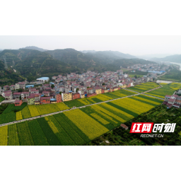 组图 | 麻阳步云坪村：油菜花海“巧绘”山村春居图