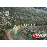 等你来嗨！2023“靖州县·排牙山梨花节”开幕啦