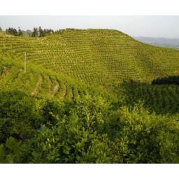 “三送三解三优” 托起油茶强市希望——记全国油茶重点示范县洪江市