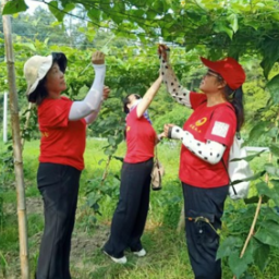 组图 | 通道：田间点花授粉    果农增产丰收