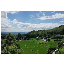 会同若水镇翁顶村：勤耕精管润沃土，稻田飘香致富梦