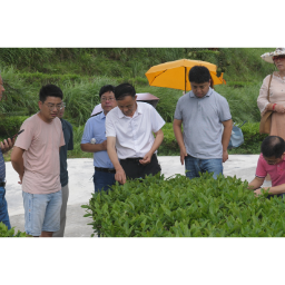 国家茶产业专家顾问组到会同调研