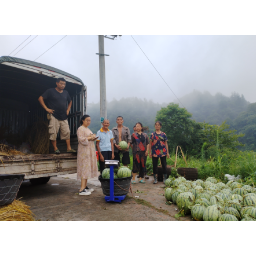 鹤城区：党员干部化身“卖瓜郎”助力乡村振兴