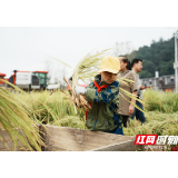 体验收割水稻 感悟“一粒种子改变世界”