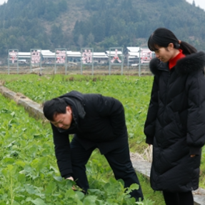 通道双江镇：农技人员下田“支招” 确保油菜安全越冬