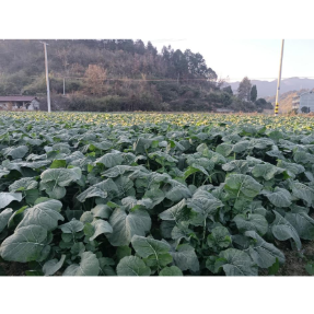 万人评岗位｜辰溪：高标准农田建设助 “水浸田”变“良田”