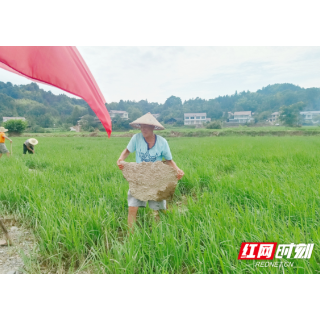 组图 | 沅陵五强溪：200余人持续奋战 重建美丽家园