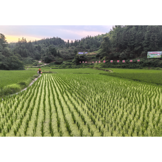 会同炮团乡：抱团发展“稻鱼链”换村民生活甜