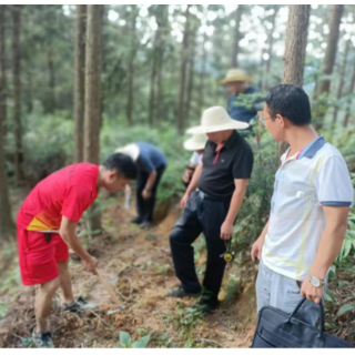 激活“林”经济！麻阳大桥江乡致富路子越走越宽
