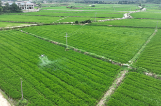 靖州：无人机上阵！为稻田管护插上“科技之翼”