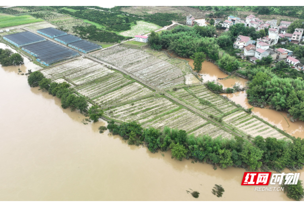 麻阳：100亩清风藤中药材种苗基地灾后自救忙