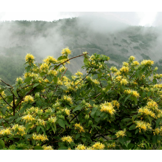 湖南、重庆、贵州三省六县联合签署山银花产业高质量发展溆浦宣言