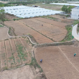 中方县：抢抓农时忙秋种 油菜栽种掀热潮