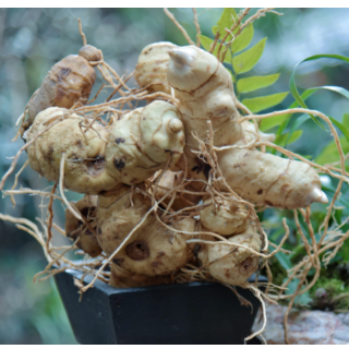 张家界极限荒野求生挑战赛选手偶遇“能量瑰宝”黄精