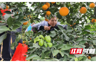 麻阳黄连冲村：橙香满枝迎宾客 结对帮扶助振兴
