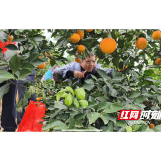 麻阳黄连冲村:橙香满枝迎宾客 结对帮扶助振兴