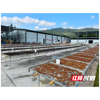 通道:中药材产业绘就乡村振兴新图景