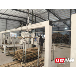 南竹“生金”助振兴 洪江市永晟竹业投产启新篇