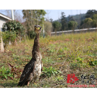 通道：国家一级保护动物海南鳽获救，已安全移交保护站