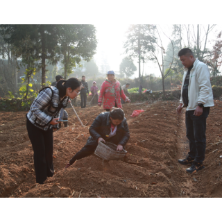 新晃：万株“黄金苗”下垄  黄精“小户连片”聚合力