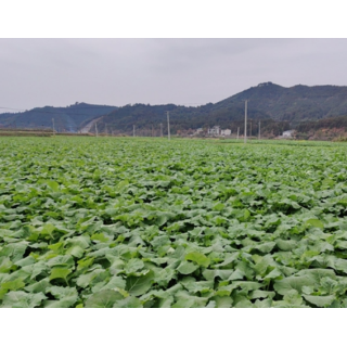 通道：下田地·摸实情·开“良方”  农技巡查田头把脉备战春防