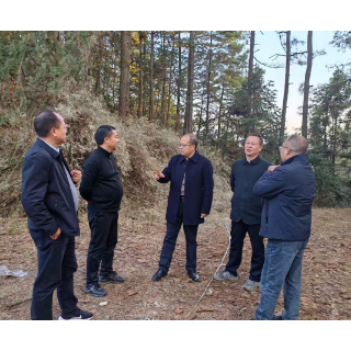 洪江市：专家传技赋能让林下“仙草”生金富民