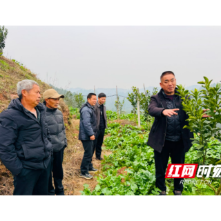 “果”然有约！麻阳“阳光一号”果农开起“树梢课堂”