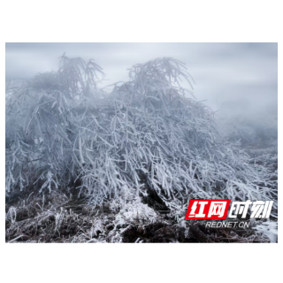 金龙雪韵，淞景如画！会同金龙山雾凇如约而至