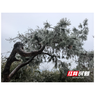怀化中坡山雾凇：银装素裹的冬日童话