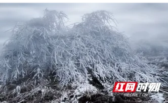 金龙雪韵，淞景如画！会同金龙山雾凇如约而至