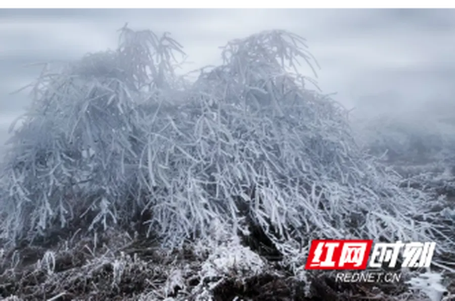 金龙雪韵，淞景如画！会同金龙山雾凇如约而至