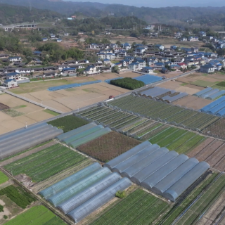 中方县：油菜田间管护忙 冬种春收盼丰年