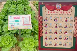 湖南洪江：这所小学的“田园课堂”结出劳动育人硕果