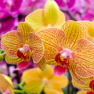 组图 | 中方：“美丽”经济富村民