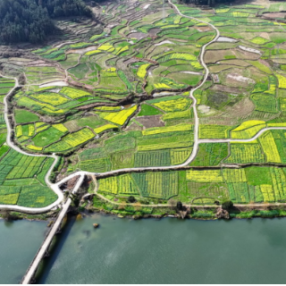 通道:“天眼+脚力”精准核实油菜种植数据