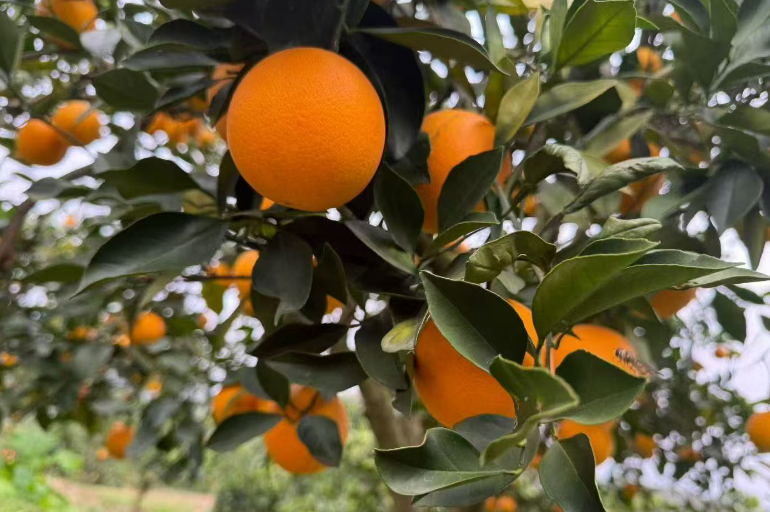 麻阳税务：合规护航甜蜜路 税务助力橘乡兴