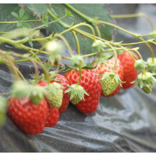 中方县：草莓成熟引客来 农旅融合绘新景