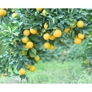 湖南麻阳:全面推行农产品“安全身份证” 守护“苗乡好味道”