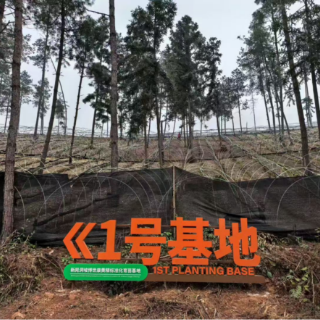 产业兴农新气象！博世康黄精育苗基地黄精抢冬种