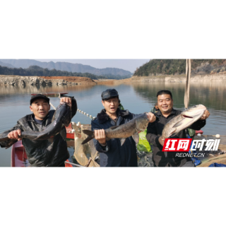 沅陵岩屋潭水库：冬捕5万公斤生态鱼供应春节市场
