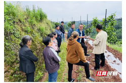 果园里的“田间课堂”  ——怀化农技专家为麻阳“阳光一号”种植户现场传技