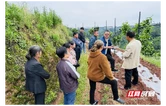 果园里的“田间课堂”  ——怀化农技专家为麻阳“阳光一号”种植户现场传技