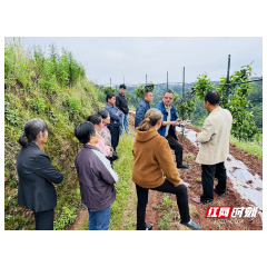 果园里的“田间课堂”  ——怀化农技专家为麻阳“阳光一号”种植户现场传技