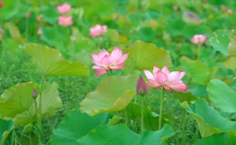 中方县火马塘村：荷花盛放引客来 田园风光醉游人